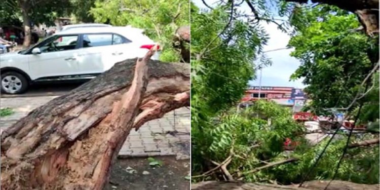 चंडीगढ़ की इस मार्किट में गिरा पेड़, कार के टूटे शीशे