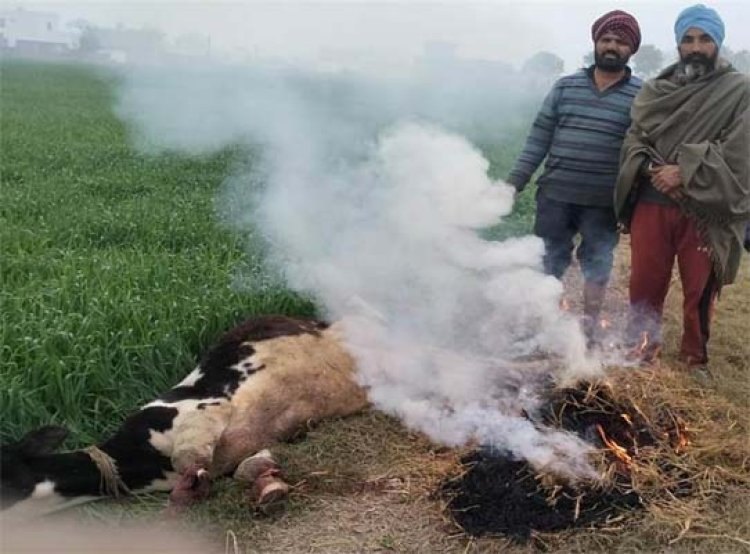 पंजाबः इंसानियत शर्मसार, शरारती अनसरों ने गाय के तोड़े पैर