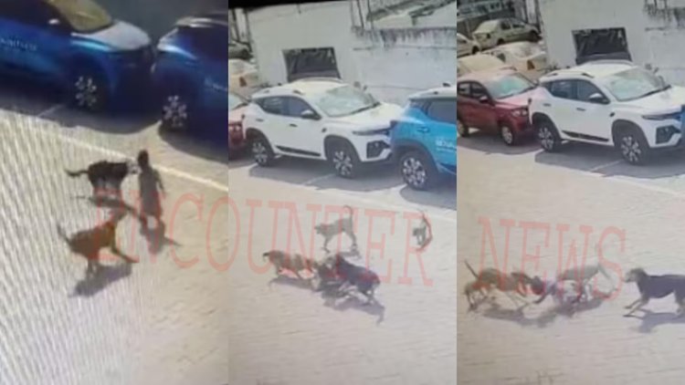 आवारा कुत्तों का कहरः 4 वर्षीय बच्चे को नोच-नोच कर मार डाला, देखें CCTV