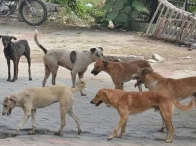 पंजाबः शरारती तत्वों ने आवारा कुत्तों को दिए जहरीले लड्डू, 20 से ज्यादा की मौत