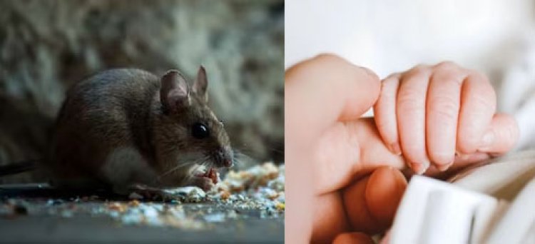 6 माह के बच्चे को खा गए चूहे, मां-बाप गिरफ्तार