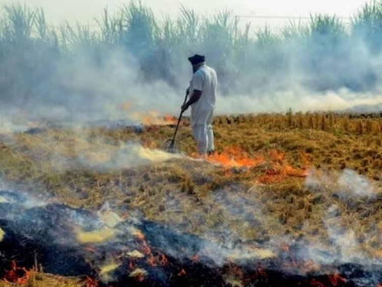 पंजाबः पराली जलाने की घटनाओं में हो रही लगातार बढ़ोतरी, ताजा आंकड़े आए सामने 