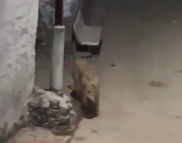 अब इस इलाके में खुलेआम सड़कों पर घूम रहे शेर, वीडियो वायरल