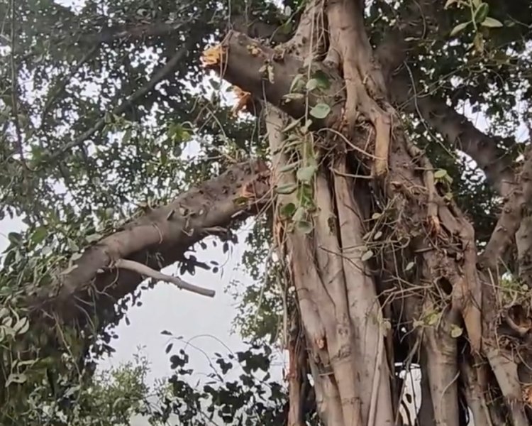 पंजाब: 100 साल पुराने बरगद के पेड़ को काटने को लेकर वातावरण प्रेमियों ने लिया एक्शन, देखें वीडियो