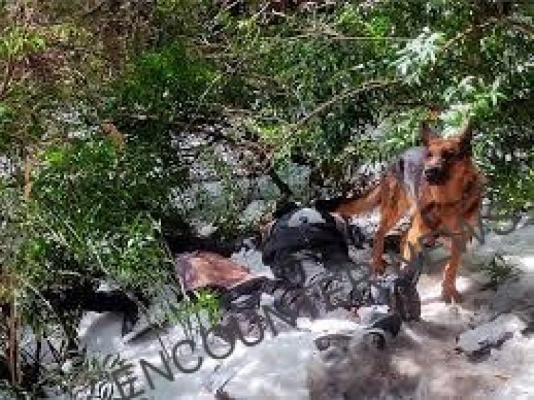 वफादारी की मिसाल : 2 दिन तक मालिक के शव को जानवरों से बचाता रहा कुत्ता, देखें वीडियो