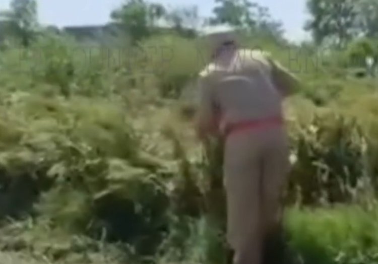 पंजाब : पोस्त की खेती के मामले में एक गिरफ्तार, देखें वीडियो