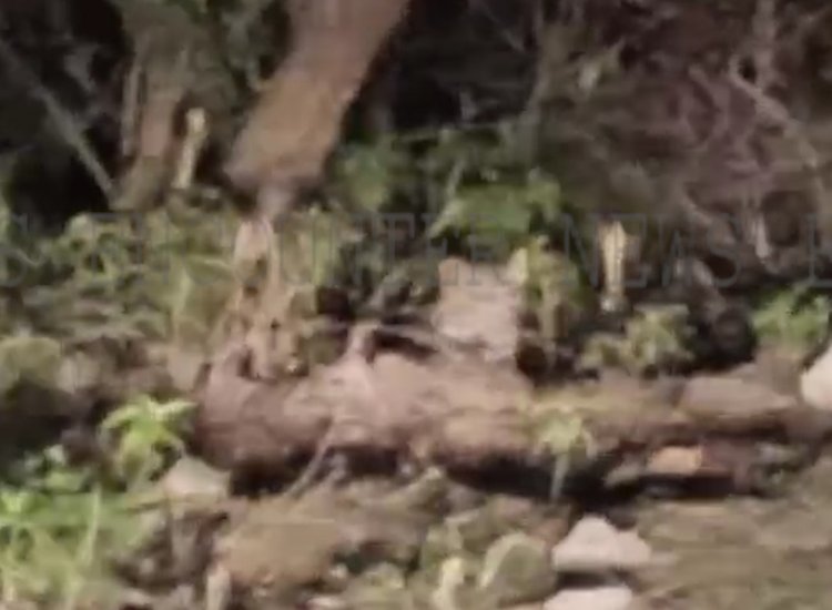 MORNI HILLS की सड़कों पर दिखा तेंदुआ, वीडियो वायरल