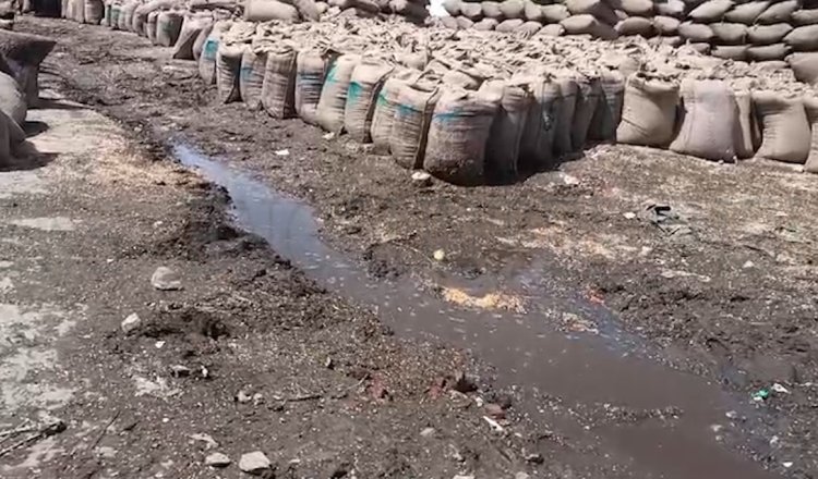 पंजाब : बेमौसम बारिश से किसानों को हुआ भारी नुकसान, देखें वीडियो